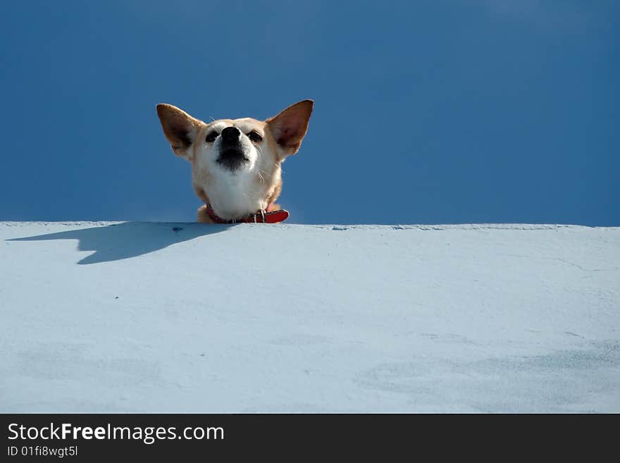 Guard dog on roof is looking down.