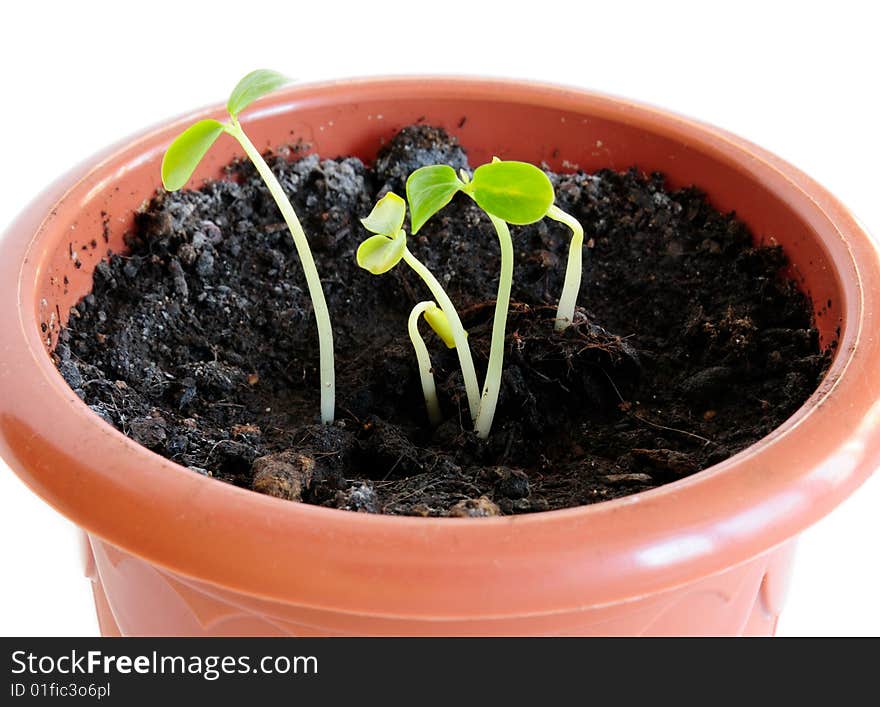 Papaya sprouts in a flower pot