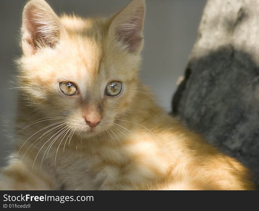 Little kitten with the spots of sunlight on the fur. Little kitten with the spots of sunlight on the fur