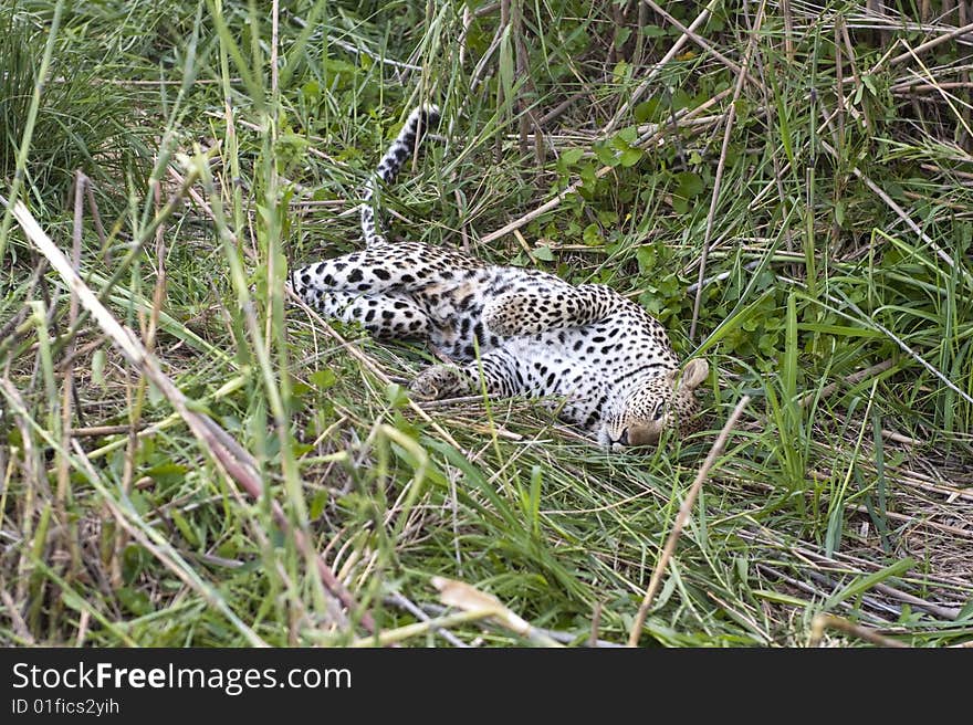 Leopard Resting