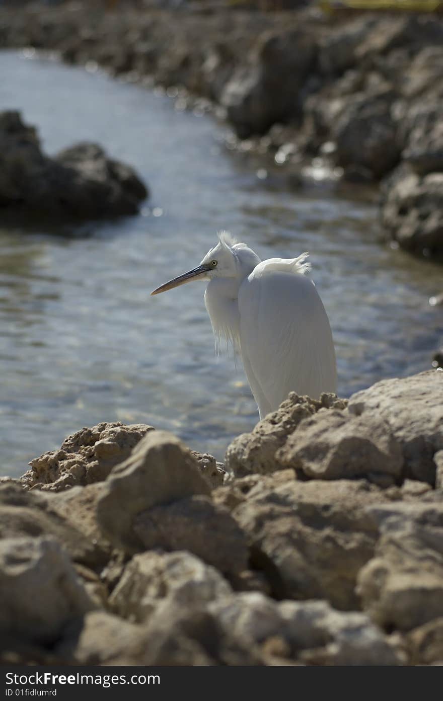 Bird on stone