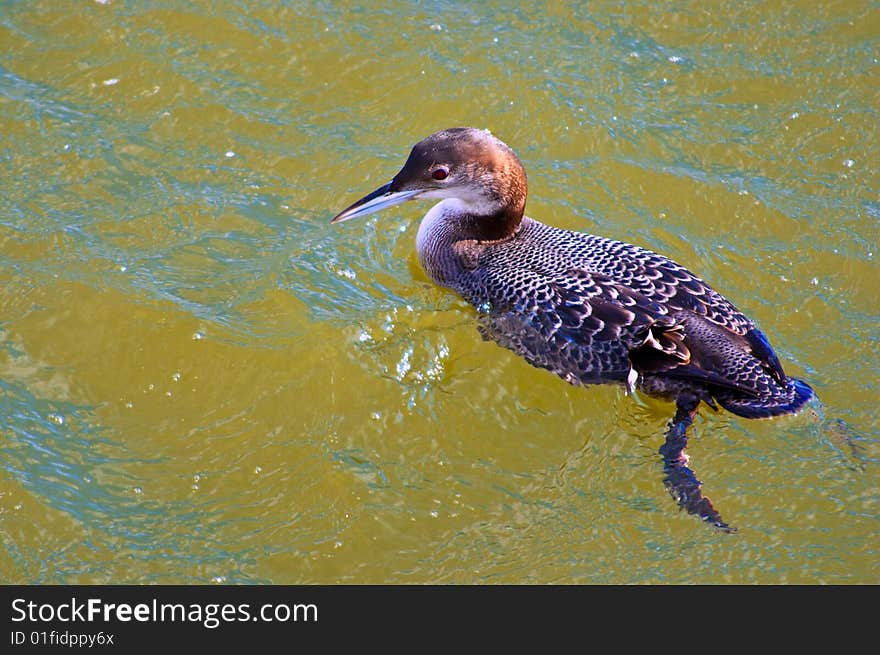 The bird in water floats in search of fish rocking on waves. The bird in water floats in search of fish rocking on waves