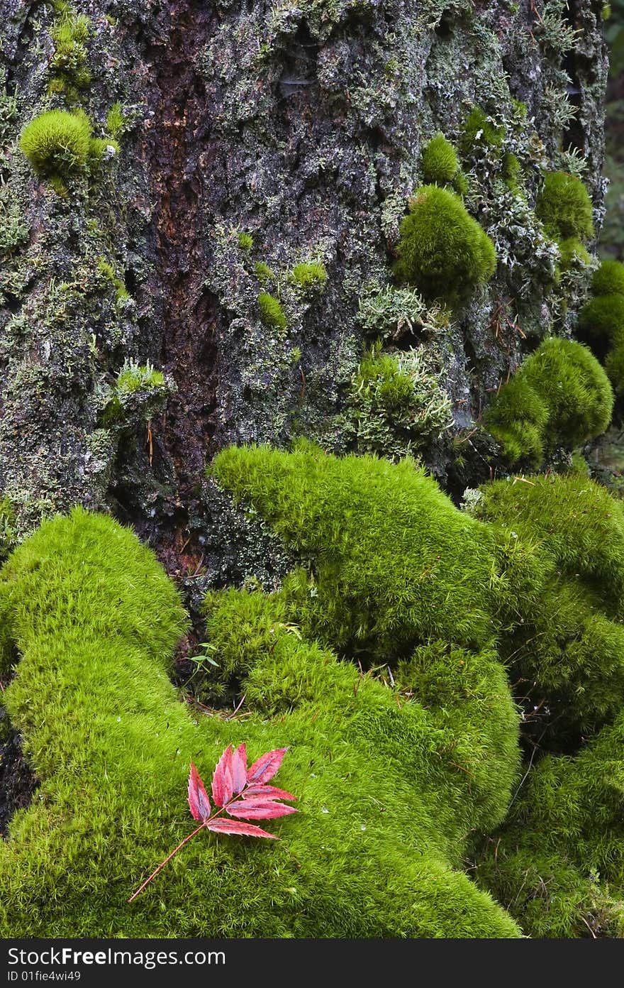 Red Leaf and Mossy Tree