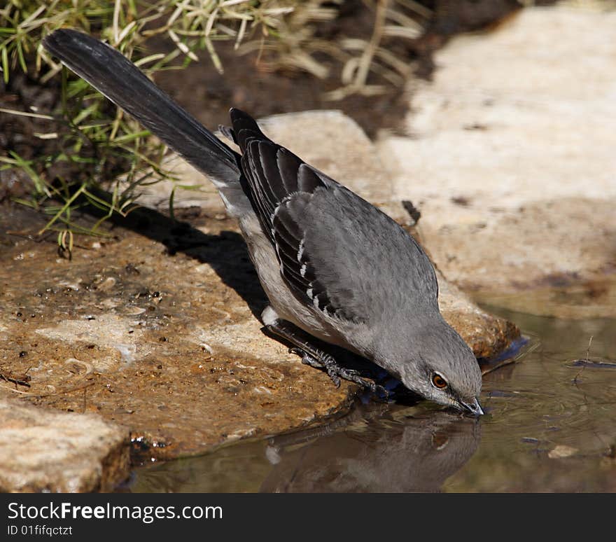 The Northern Mockingbird is best known for the habit of mimicking the songs of insect and amphibian sounds as well as other bird songs, often loudly and in rapid succession. The Northern Mockingbird is best known for the habit of mimicking the songs of insect and amphibian sounds as well as other bird songs, often loudly and in rapid succession.