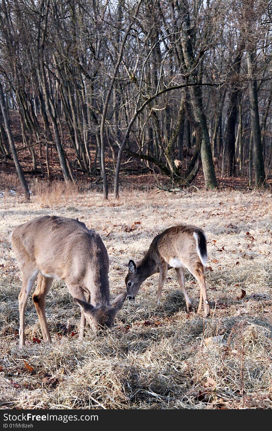 Mother whitetail deer with yearling