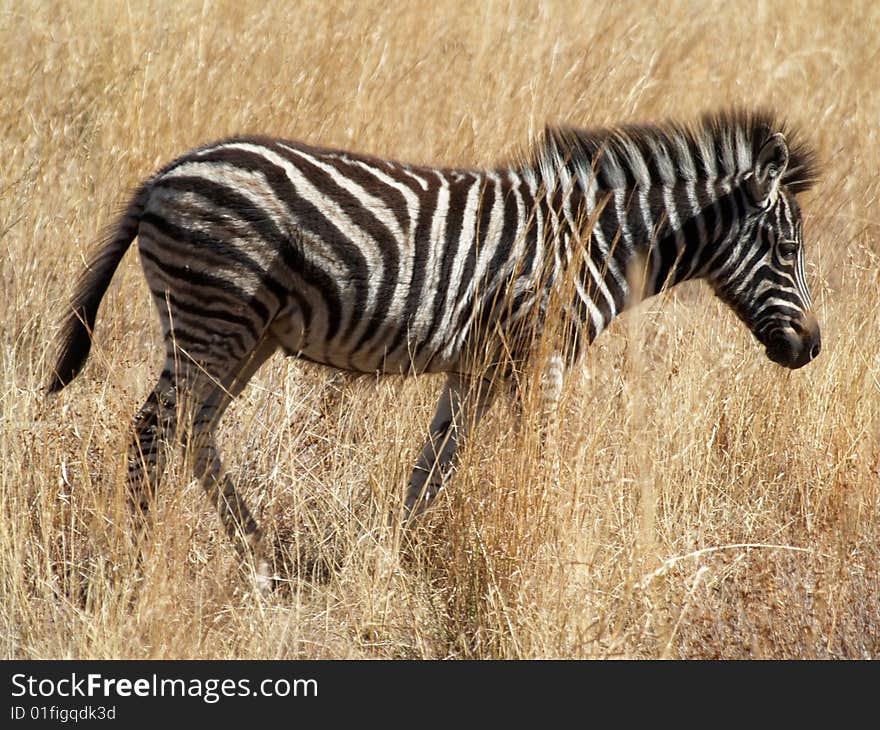 Zebra in Pilanesberg game reserve - South Africa