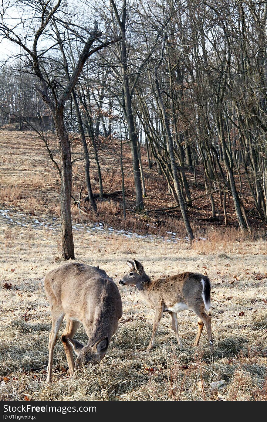 Whitetail mother deer with yearling