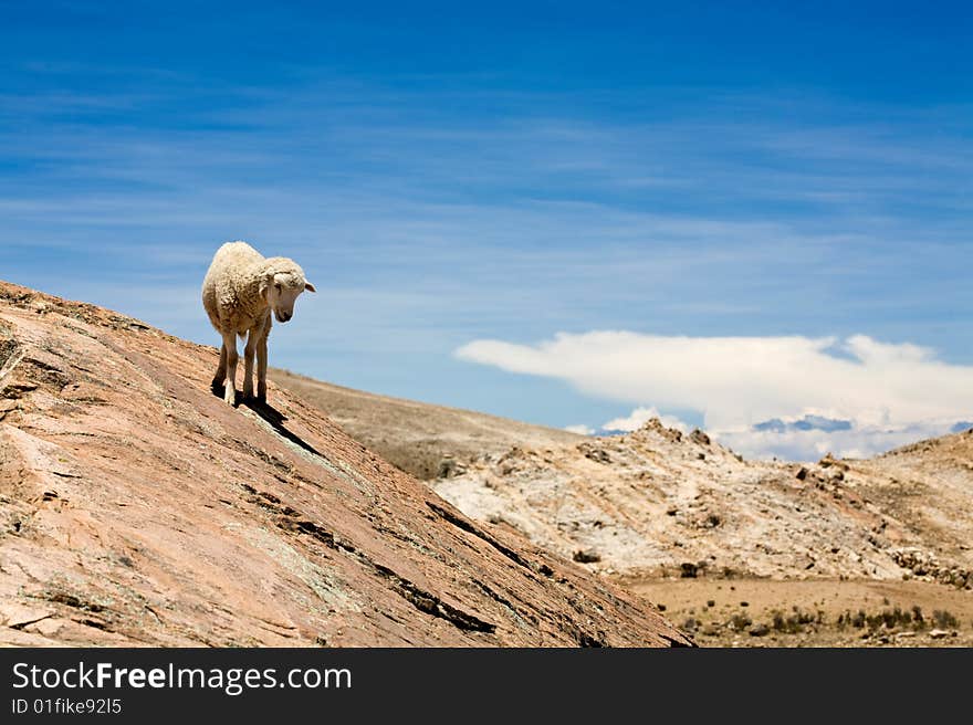 Sheep on Isla del Sol - Titicaca