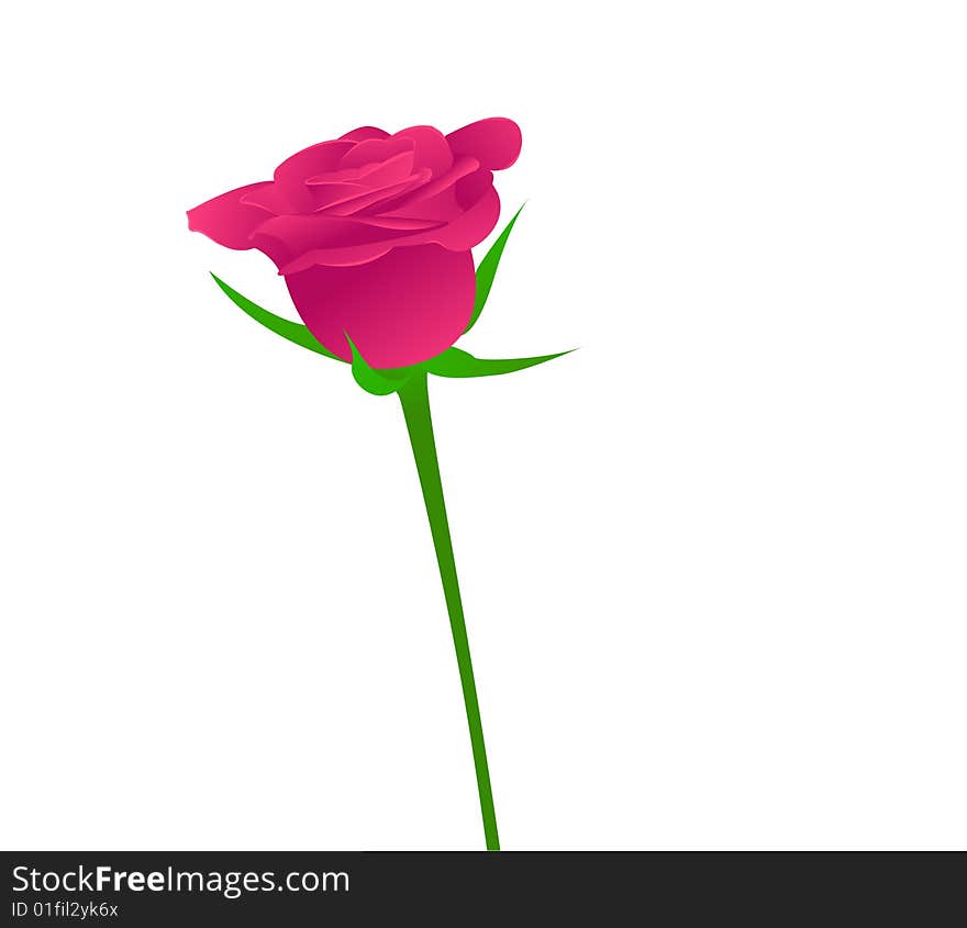 One beauty pink rose on white background. Vector illustration. One beauty pink rose on white background. Vector illustration.