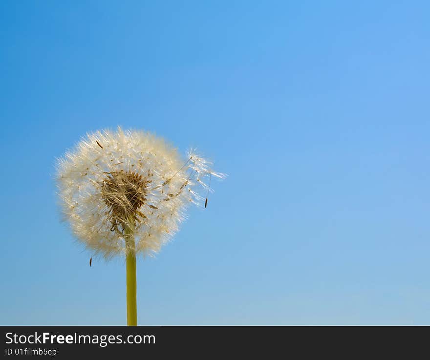 Dandelion Seeds Blown In The Wind