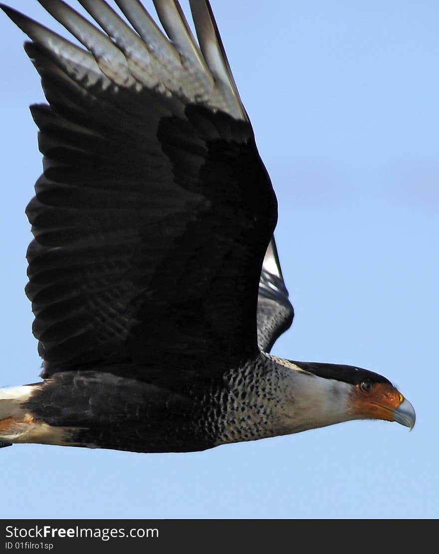 A Caracara bird soars over the Viera Wetlands in Florida looking for its lunch.     Photo By: Michael R. Brown