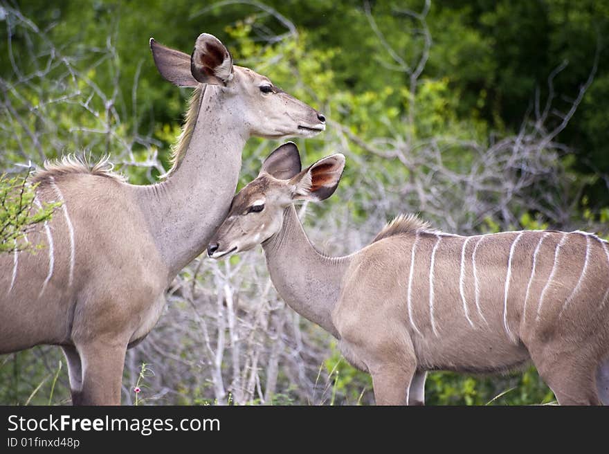 Kudu mother with her cub in Kruger Park