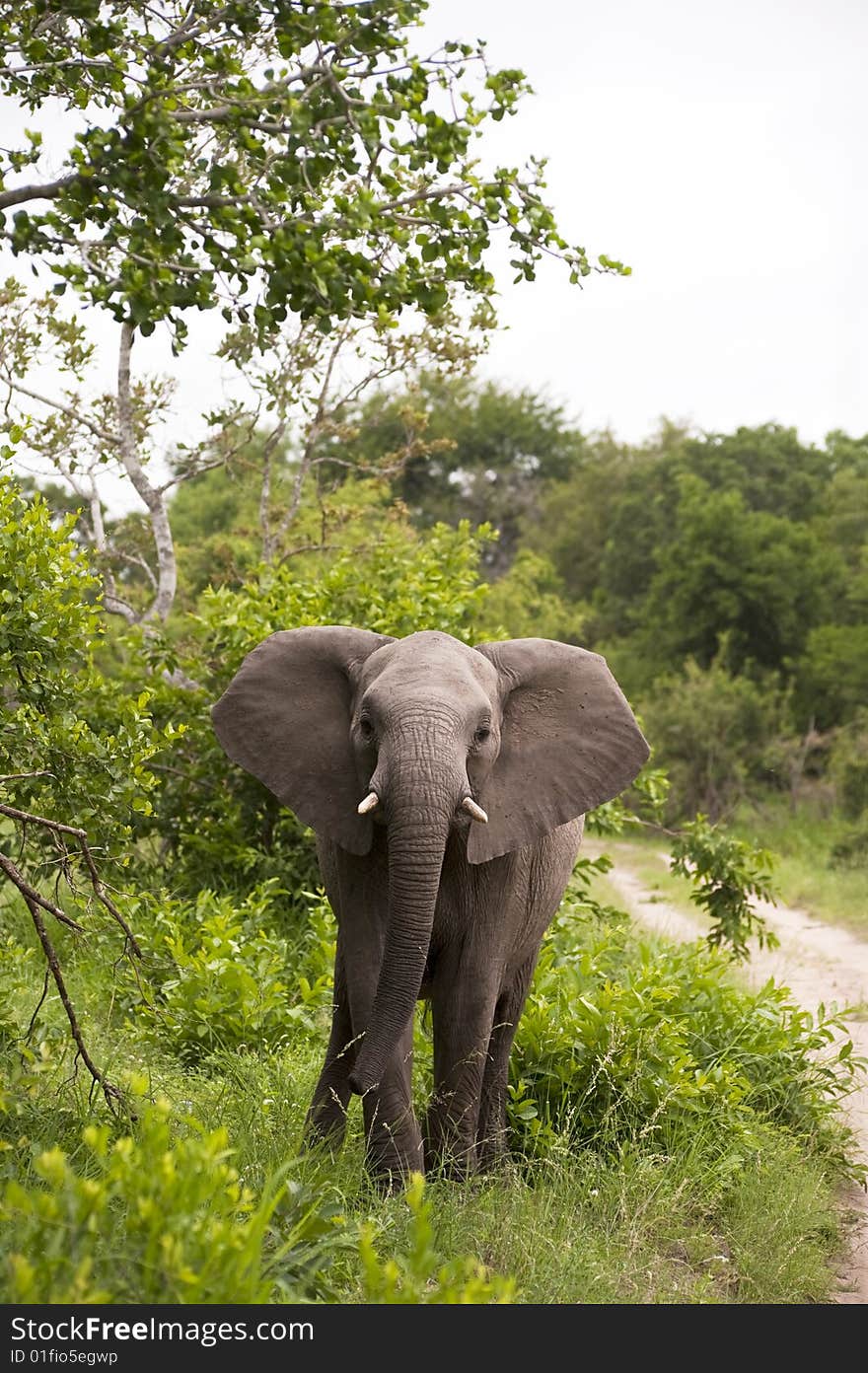 Young Elephant Mock Charging on safari in south africa.