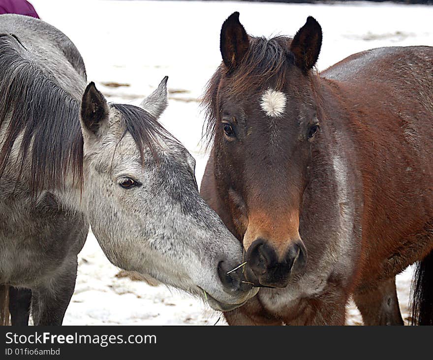 Two horses