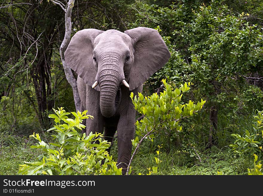 Young Elephant Mock Charging on safari in south africa.