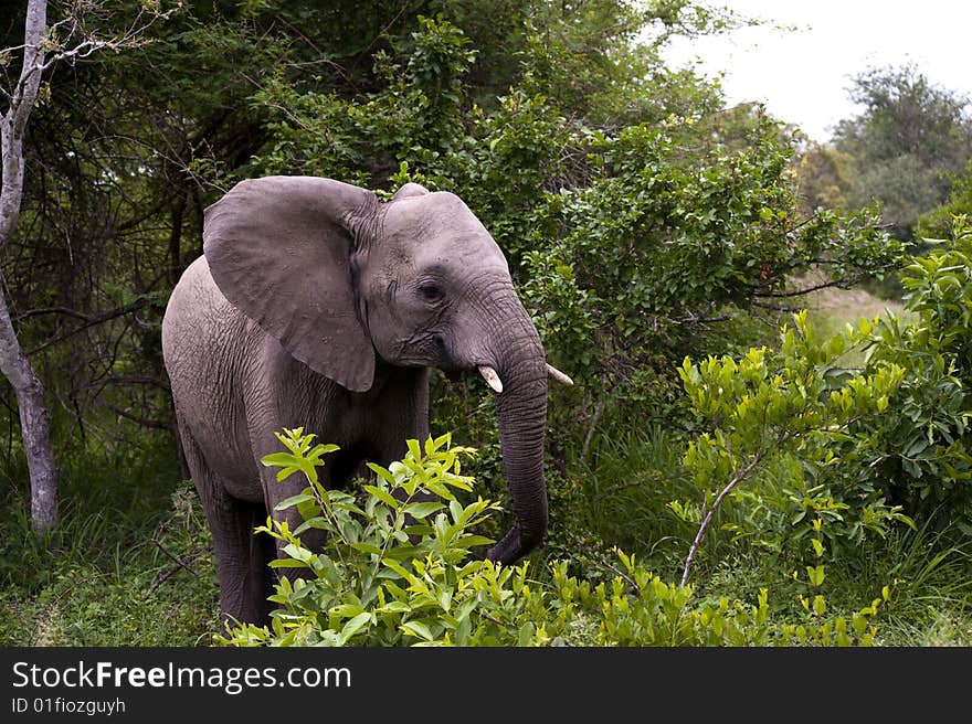 Young Elephant Mock Charging on safari in south africa.