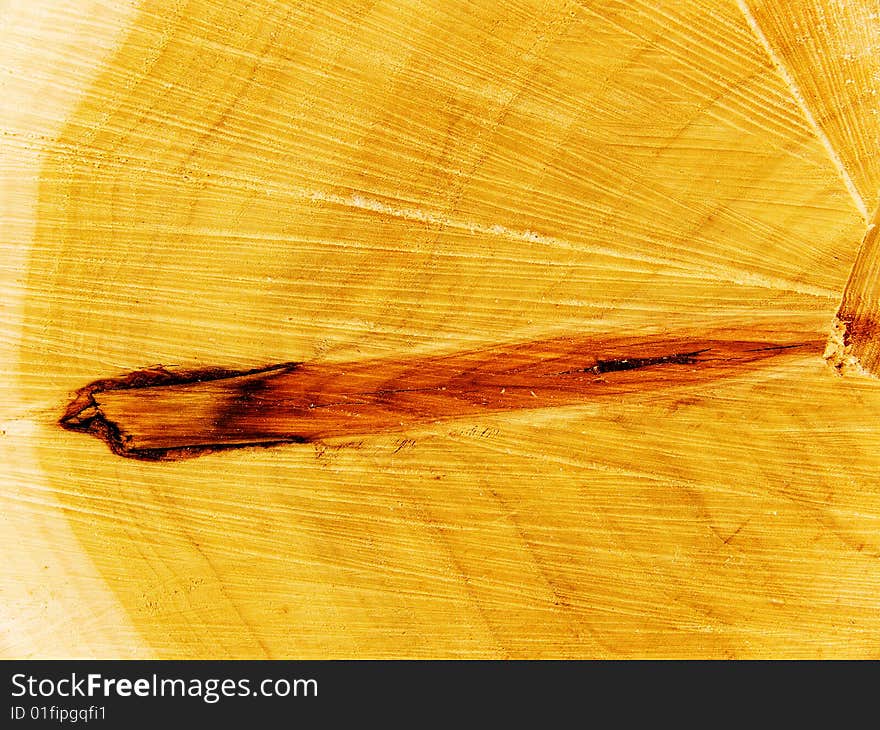 Knot on a cut of a tree an oak. Knot on a cut of a tree an oak