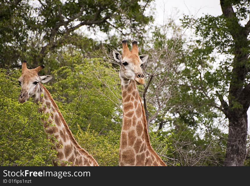 Giraffes in kruger national park