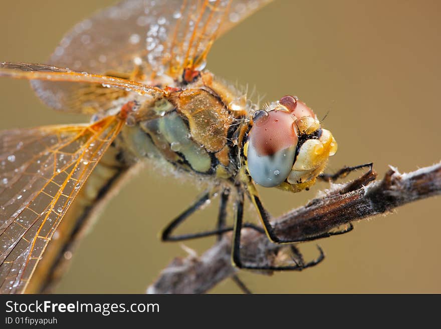 The dragonfly macro portrait with a lot of waterdrops.