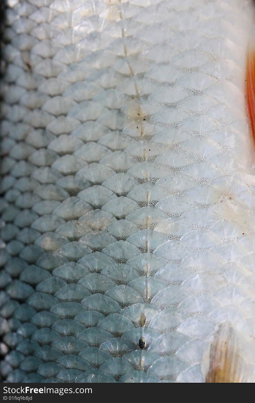 Background of wet fish scales