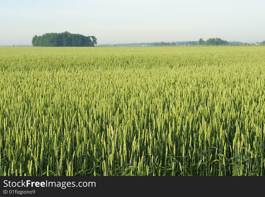 Rural Wheat field in mid summer.