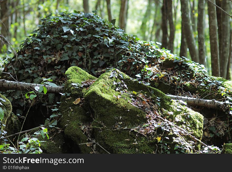 Big overgrown rock in the summer forest. Big overgrown rock in the summer forest.