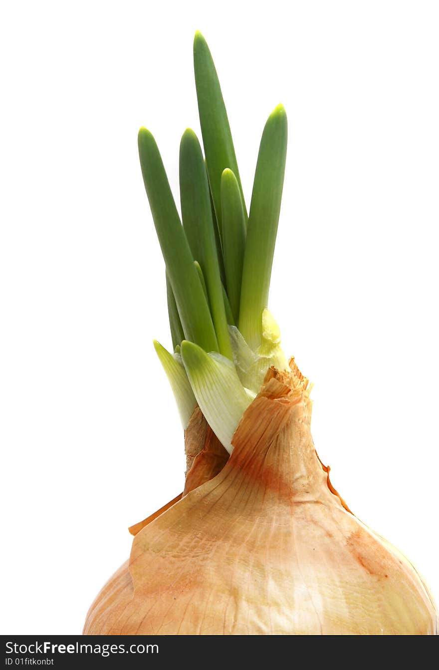 Spring onion isolated on white background.Green onion. Spring onion isolated on white background.Green onion