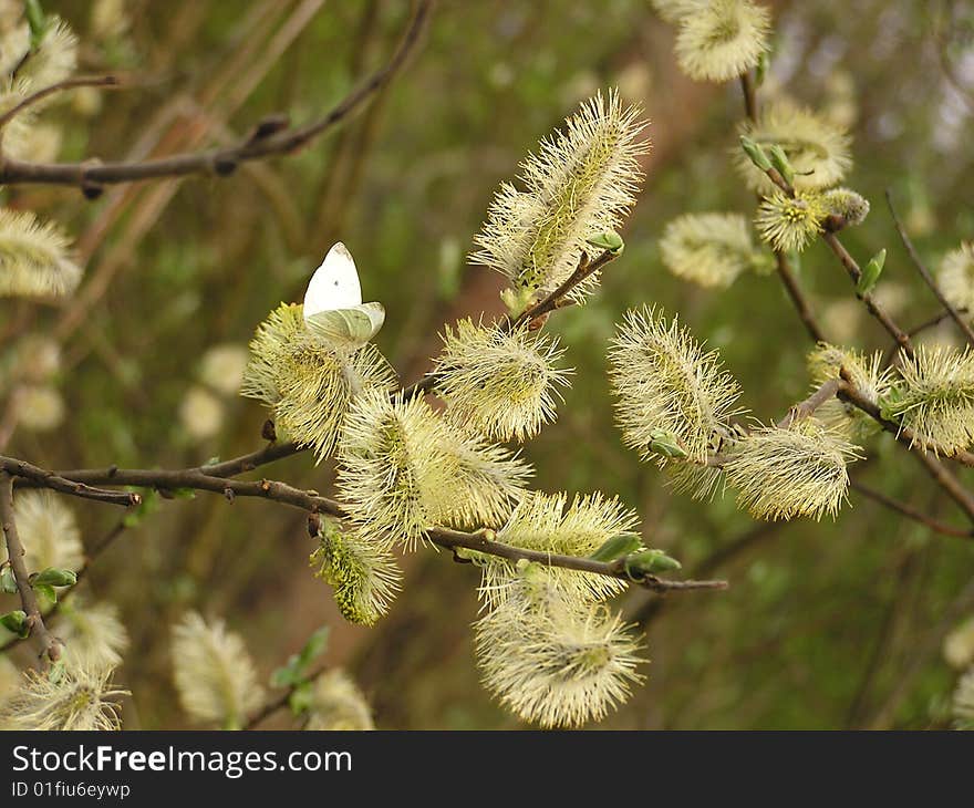 Butterfly sits on a branch willow. Butterfly sits on a branch willow