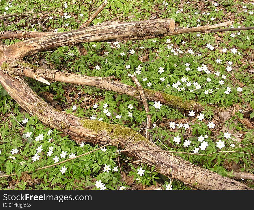 Fields with snowdrops on spring. Fields with snowdrops on spring