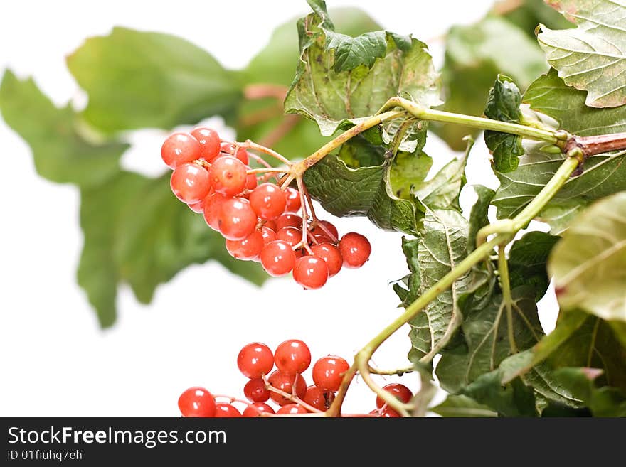 Viburnum berry isolated on a white background