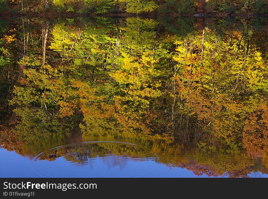 Reflection of Autumn Foliage through a Ripple in a Pond. Reflection of Autumn Foliage through a Ripple in a Pond