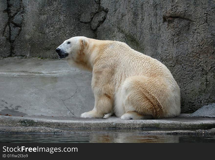 Polar Bear