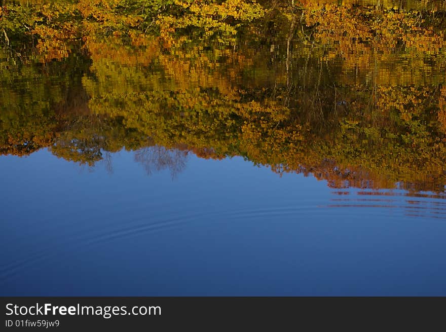 Reflection of Autumn Foliage through Ripples in a Pond. Reflection of Autumn Foliage through Ripples in a Pond