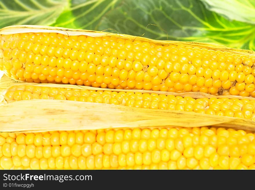 Freshly harvested corn close up