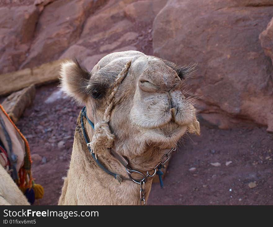 Egypt camel