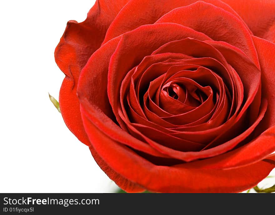 Red rose isolated on white background.