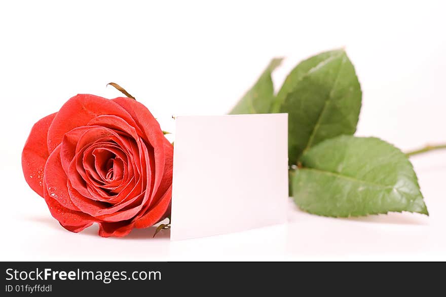 Red rose isolated on white background.