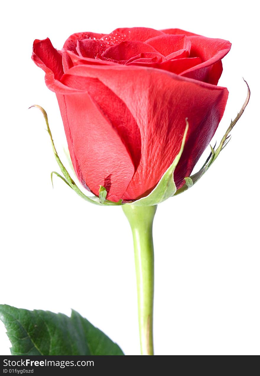 Red rose isolated on white background.