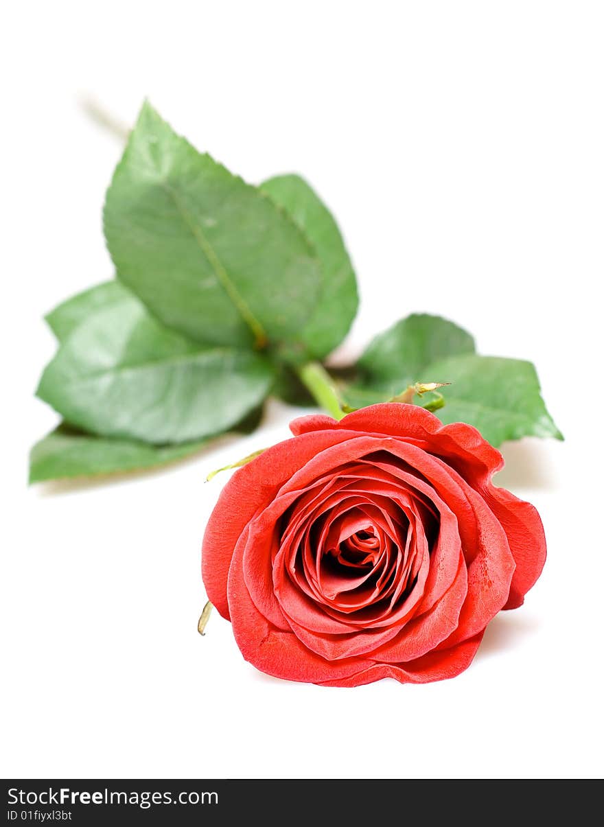 Red rose isolated on white background.