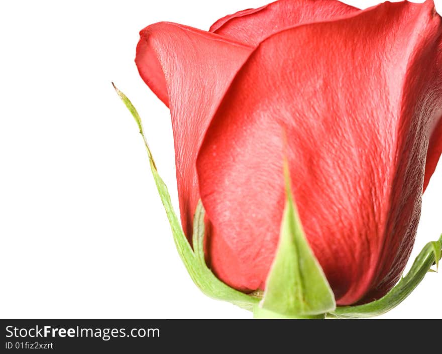 Red rose isolated on white background.