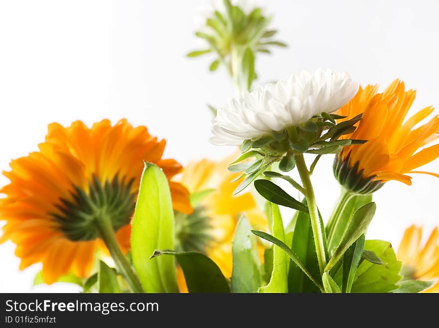 Flowers isolated on white background.