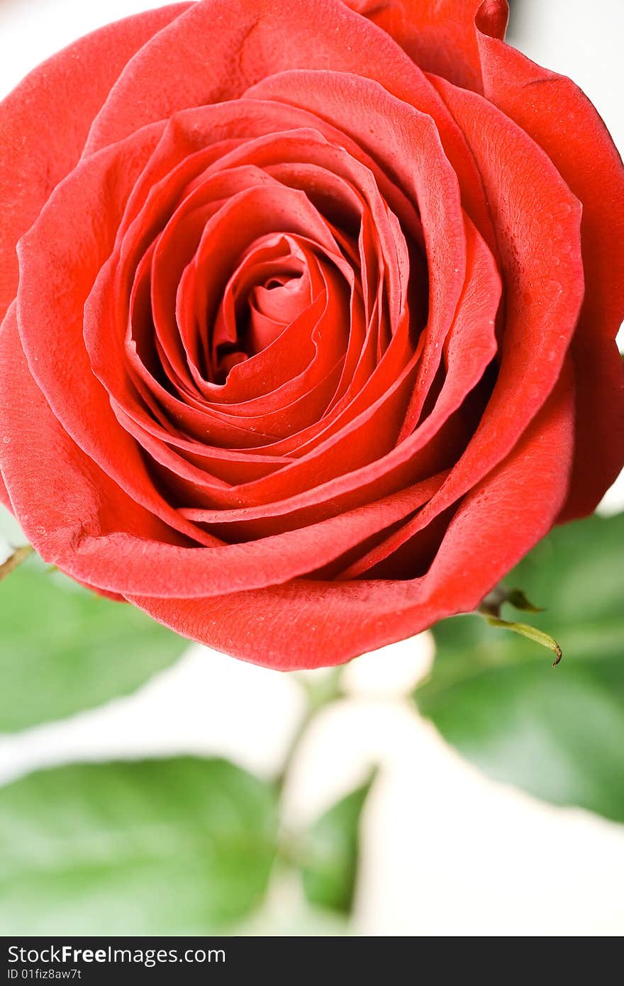 Red rose isolated on white background.