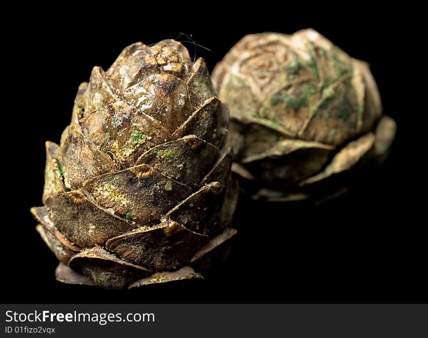 Pine cones isolated on black background.