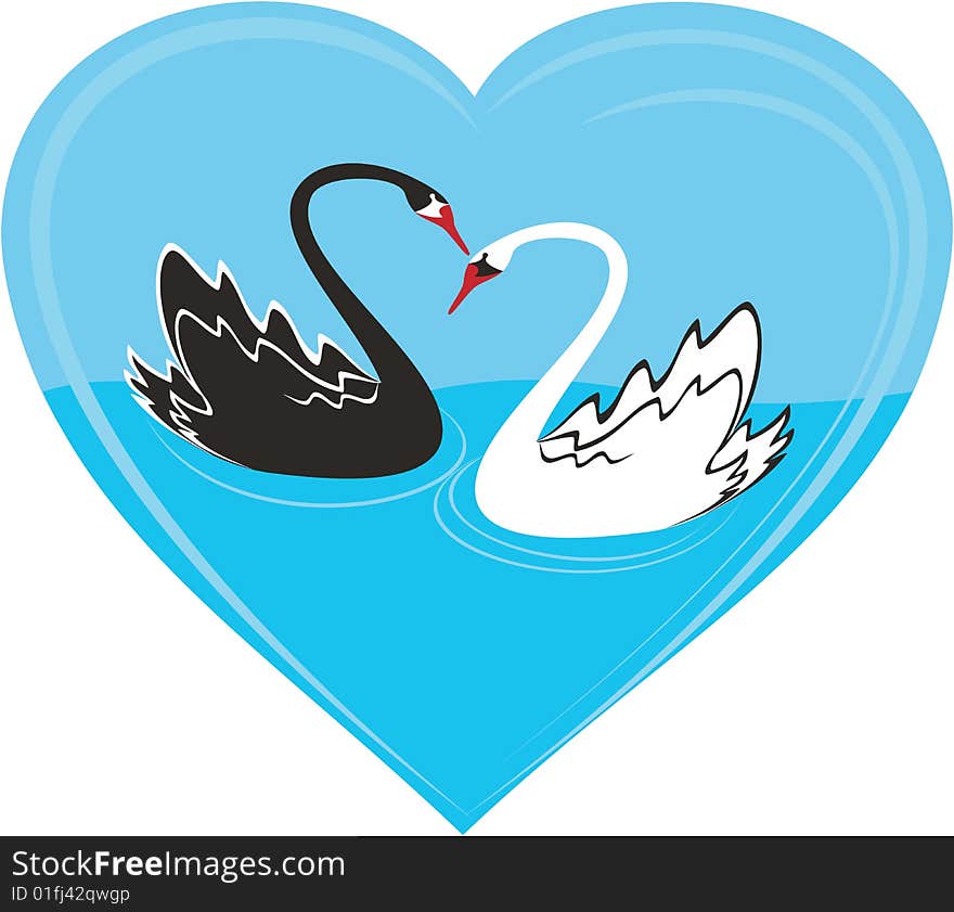 A couple of black and white swans on the blue heart. A couple of black and white swans on the blue heart.