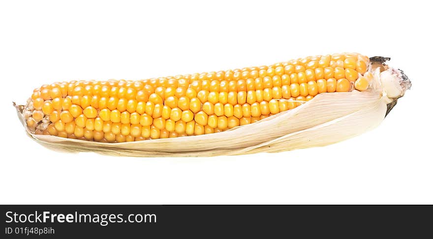 Freshly harvested corn isolated on white background. Freshly harvested corn isolated on white background.