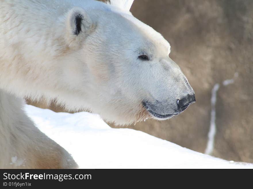 Close up of a polar bear in winter