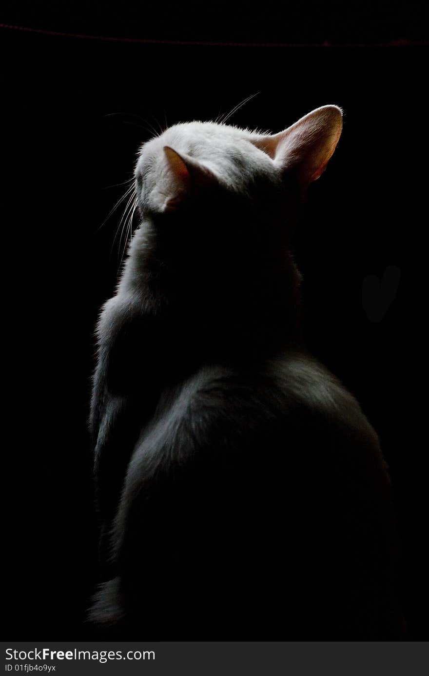 A cat under a spotlight looking away