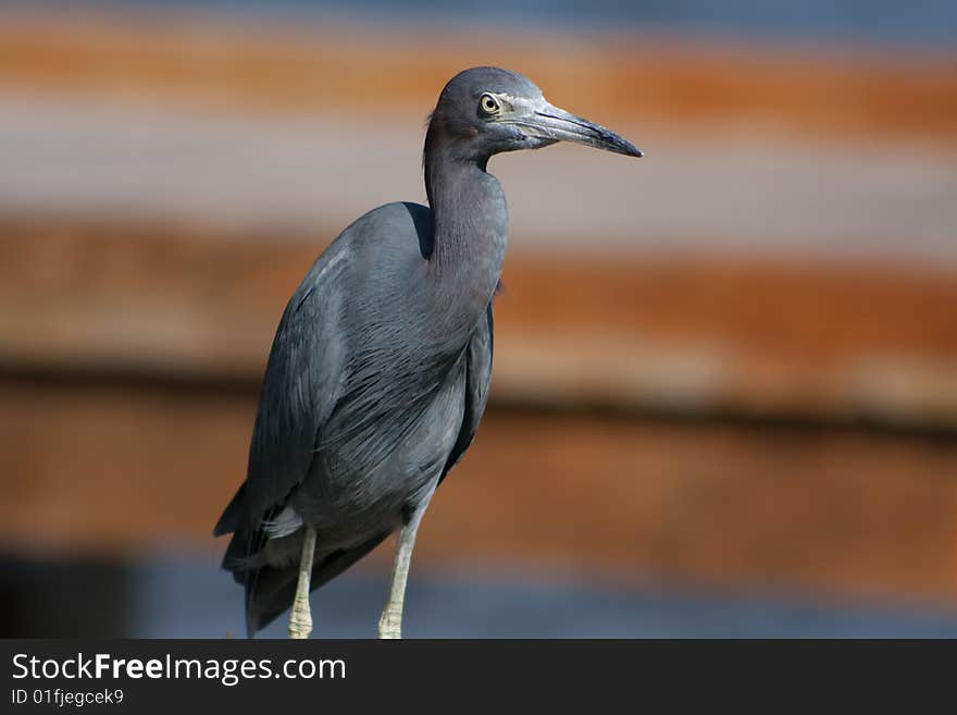 Blue Heron