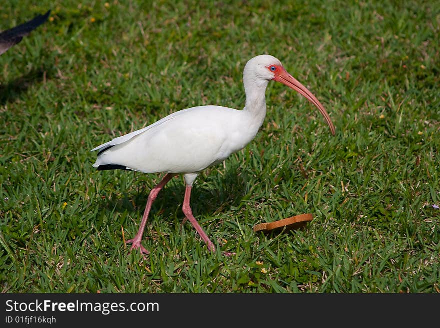 White Ibis