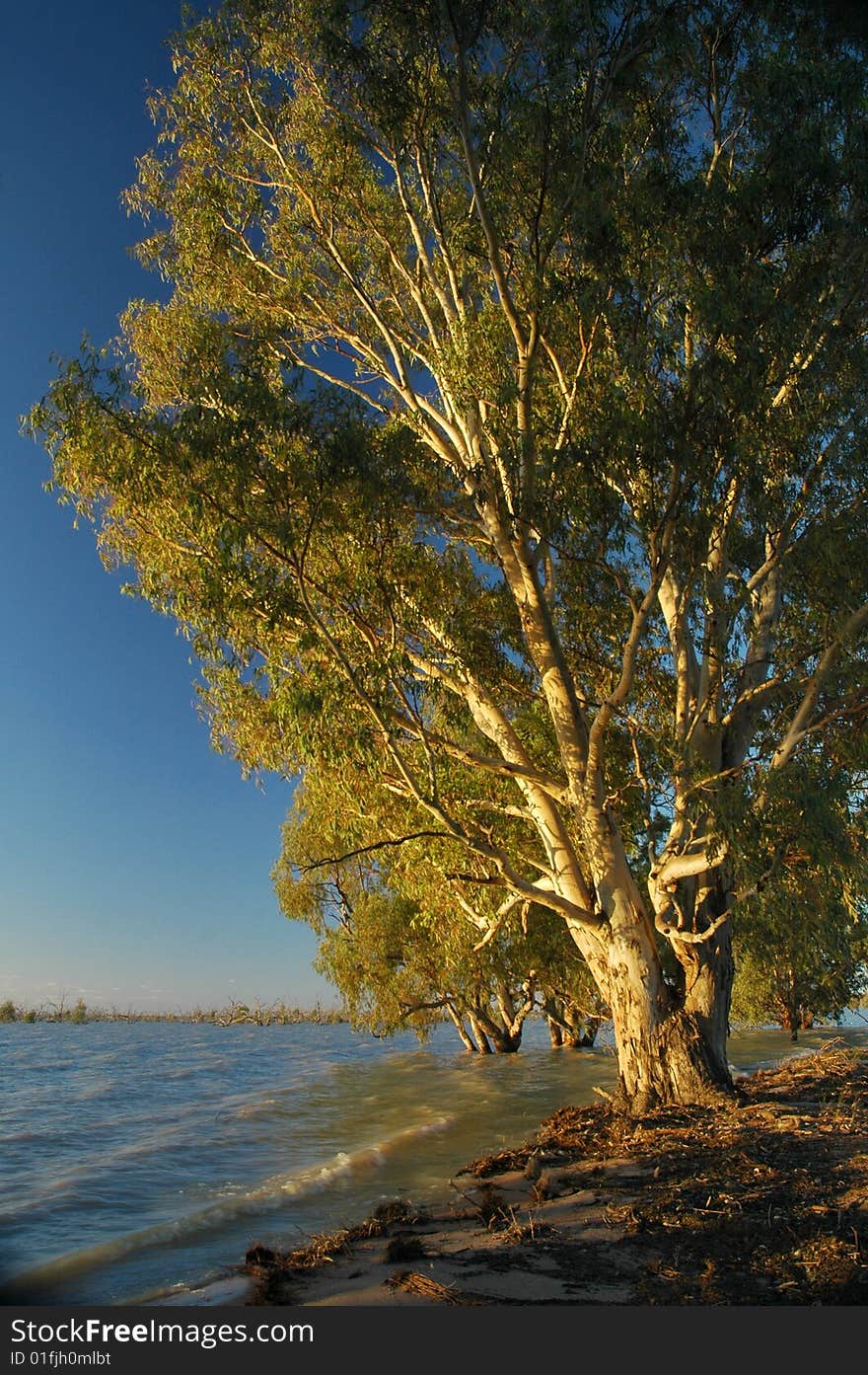 Eucalyptus Tree On Edge Of Water